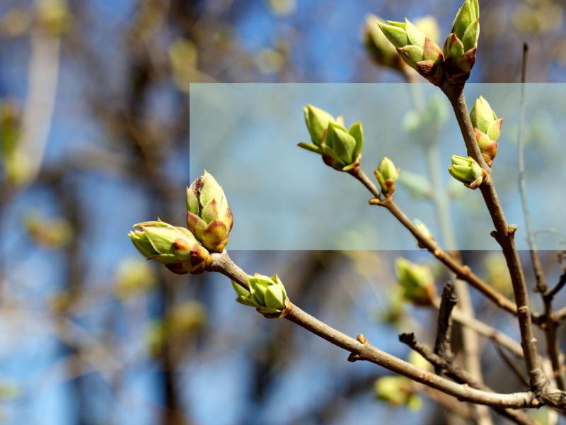 Forårsknopper på en gren med himmel og træer uskarpt i baggrunden.